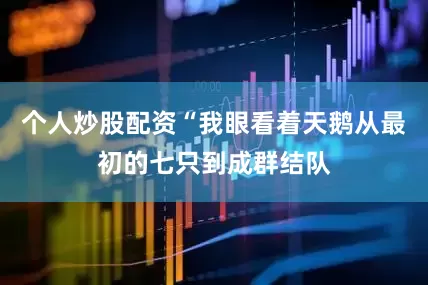 个人炒股配资“我眼看着天鹅从最初的七只到成群结队